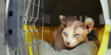 How Do You Travel With Exotic Pets or Unusual Animals?